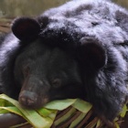 #WishComeTrue: Les six ours sauvés de « la ferme à bile » au Vietnam aiment leur nouvelle vie