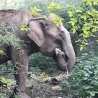 Un parc national au Vietnam arrête les promenades à dos d'éléphants et met en place un nouveau modèle touristique qui met fin à l’exploitation des éléphants