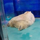 La souffrance d’un ours polaire pour des selfies !