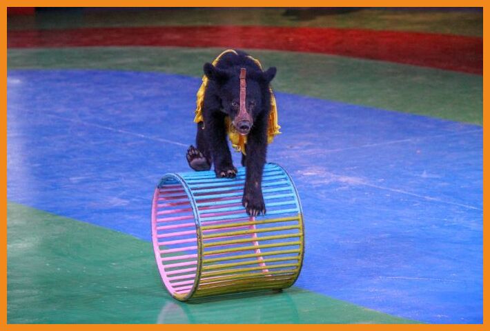 bear balancing on frame
